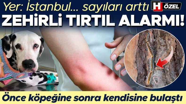 Zehirli Tırtıl Uyarısı! Önce Köpeğine Sonra Kendisine Bulaştı… ‘Ağzının İçinde Asit Dökülmüş Gibi Eriyordu’