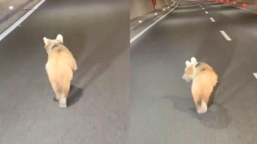 Zigana Tüneli’ne Ayı Girdi, O Anlar Kameraya Yansıdı