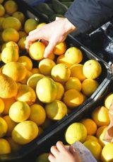 1 Limon Ağacından Ka&ccedil; Kilo Limon &Ccedil;ıkar? 1 Ağa&ccedil; Ka&ccedil; Kilo Limon Verir?