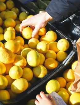 1 Limon Ağacından Kaç Kilo Limon Çıkar? 1 Ağaç Kaç Kilo Limon Verir?