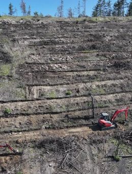 10 Ay Önce Yanan Bölgedeki Ağaçlandırma Çalışmaları Başladı