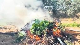 12 Milyon Kök Kenevir Ele Geçirildi