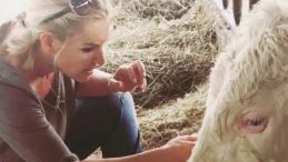 40 Gün Sonra Gelen Mucize Buzağı: İzmir’de İnek 40 Gün Arayla İkiz Doğurdu