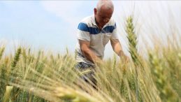 5,5 Milyar Liralık Tarım Desteği Bugün Çiftçilerin Hesabına Yatırılacak