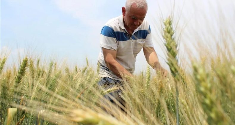 5,5 Milyar Liralık Tarım Desteği Bugün Çiftçilerin Hesabına Yatırılacak