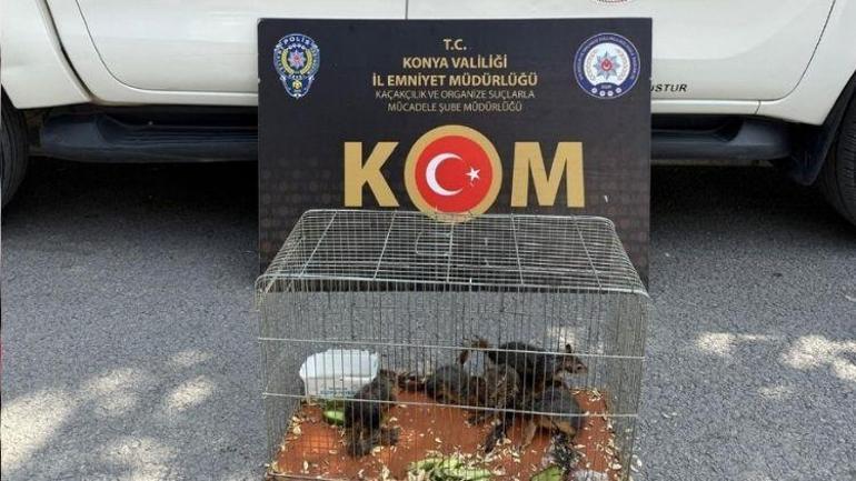 Sincabın fotoğrafı