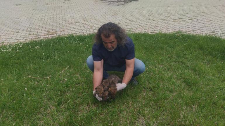 Kurt Yavruları