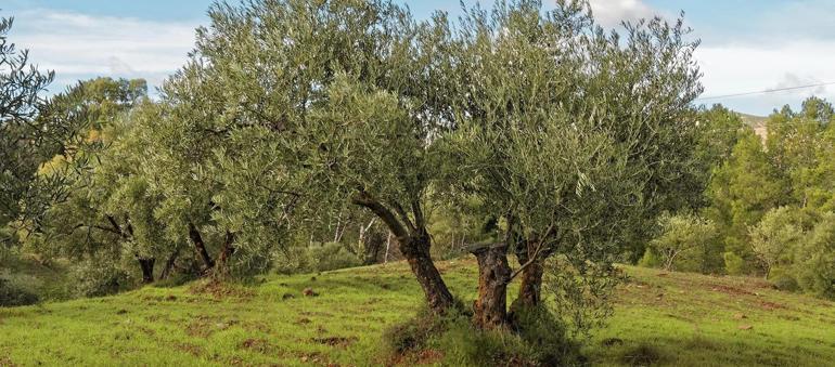 Madrid Zeytin Ormanı