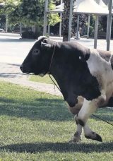 Acemi Kasaplar Yine Hastanelik Oldu