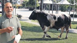 Acemi Kasaplar Yine Hastanelik Oldu