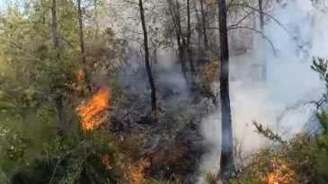 Adana ve Çanakkale’de Orman Yangınları: Havadan ve Karadan Müdahale Devam Ediyor