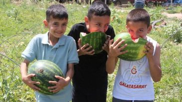 Adana'da Karpuz Bolluğu Devam Ediyor! Tarlada Fiyatta Şok D&uuml;ş&uuml;ş