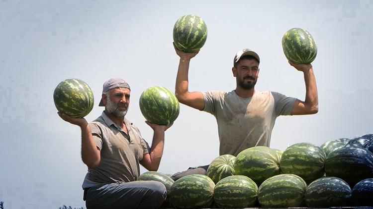 Adana’da Karpuz Fiyatları Düşüşe Geçti: 25 Liraya İndi