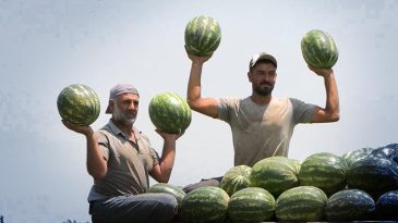Adana’da Karpuz Fiyatları Düşüşte: ’25 Liradan Buraya Geriledi’