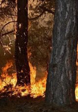 Ankara’da Orman Yangınları İçin ‘Açık Ateş’ Yasağı