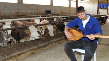 Ankaralı Besici, Hayvanları İçin Müzik Çalıyor