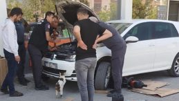 Anne Kedi, Yavrularını Kurtarana Kadar Araç Başında Bekledi