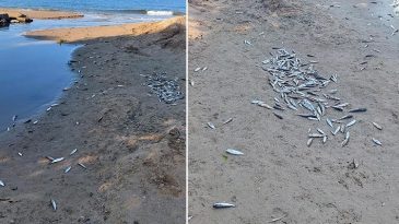 Antalya'da Endişe Verici Manzara… Balık &Ouml;l&uuml;mleri &Uuml;zerine İnceleme Başlatıldı