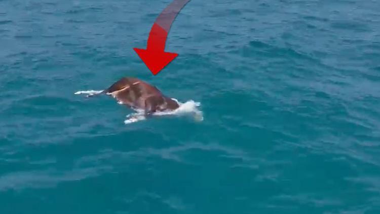 Antalya’da Denizde Bulunan Büyükbaş Hayvan Şaşkınlık Yarattı