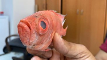 Antalya’da İlk Kez Görüldü! Gözleriyle Dikkat Çekiyor…