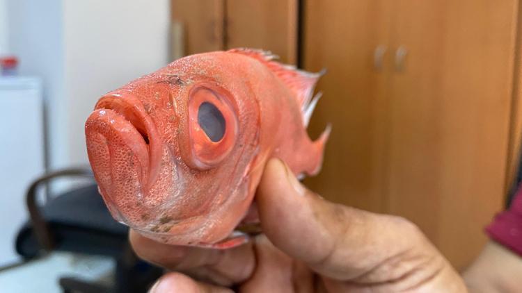 Antalya’da İlk Kez Görüldü! Gözleriyle Dikkat Çekiyor…