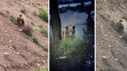 Arkadaş Grubu Gezi Esnasında Şaşkına Döndü: Sivas’ta Yiyecek Ararken Görüntülendi