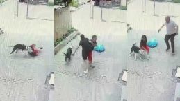 Ataşehir’de Pitbull Cinsi Köpek Çocuğa Saldırı Düzenledi