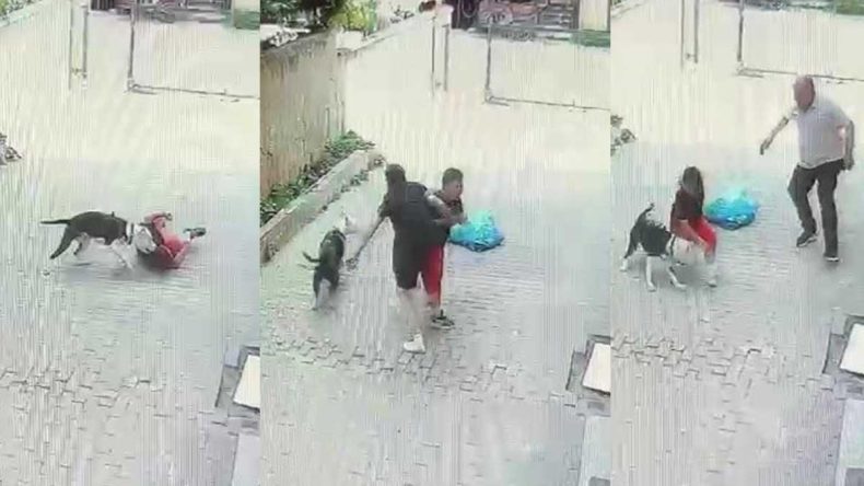 Ataşehir’de Pitbull Cinsi Köpek Çocuğa Saldırı Düzenledi