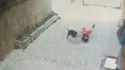 Ataşehir’de Pitbull Saldırısı