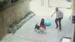 Ataşehir’de Pitbull Saldırısı: Sokakta Oyun Oynayan Çocuk Hayatını Kurtardı!