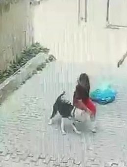 Ataşehir’de Pitbull Saldırısı: Sokakta Oyun Oynayan Çocuk Hayatını Kurtardı!