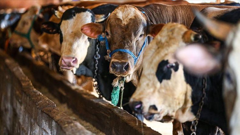 Bakan Yumaklı’dan Kurban Bayramı Açıklaması: 830 Bin Büyükbaş ve 2.5 Milyon Küçükbaş Kesildi