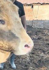Bir Günde 14 Bin Acemi Kasap Hastanelik Oldu