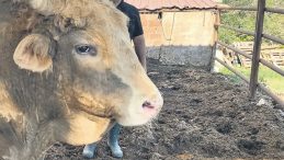 Bir Günde 14 Bin Acemi Kasap Hastanelik Oldu