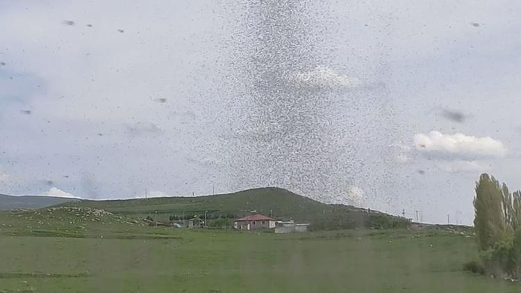 Bir İlçenin Kabusu: Akşamları Ortaya Çıkıyor, Işığa Doğru Gidiyorlar