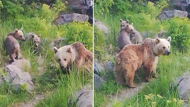 Bir Yıl Aradan Sonra Yeniden Görüntülendiler! Nemrut’ta Heyecan Verici Anlar
