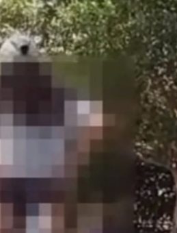 Bodrum’da İlginç Olay! Hem Polislere Hem de Vatandaşlara Taciz ve Hakaret