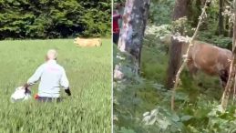 Bolu’da Kaçan Kurbanlık Boğa Ormanda Yakalandı