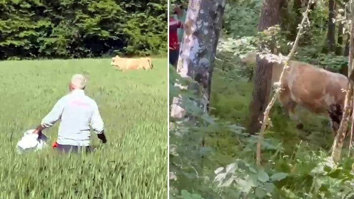Bolu’da Kaçan Kurbanlık Boğa Ormanda Yakalandı