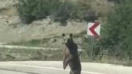 Bolu’da Yola İndi, Köy Muhtarı Telefonuyla Görüntüledi