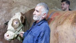 Bu cüsseye bu fiyat! 1 ton 200 kilogramlık tosun kurban pazarında alıcı buldu