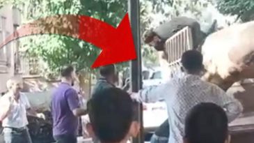 Bunu hiç beklemiyorlardı… Bir anda çığlık sesleri yükseldi: Kızgın boğanın ‘kurbanı’ oldular