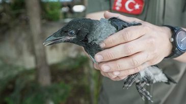 Büyüleyici Zeka! Bölgede Sık Sık Uçan ve Ses Çıkaran Gizemli Varlıkların Sebebi Ortaya Çıktı