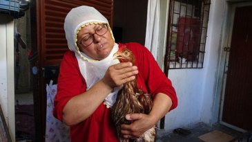 &Ccedil;ocuk Gibi Ağlayan Tavuğunu Kesmeye Kıyamadı: İyileşmesi İ&ccedil;in Veteriner Aramaya Başladı
