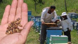 Çöpe Gidiyordu, Şimdi Kilosu 3 Bin TL’den Satılıyor: 1 Kilogram Ete Eşdeğer Protein Barındırıyor