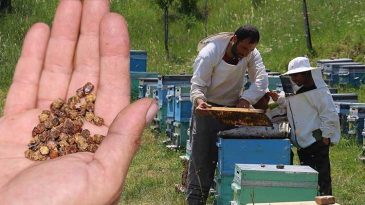 Çöpe Gidiyordu, Şimdi Kilosu 3 Bin TL’den Satılıyor: 1 Kilogram Ete Eşdeğer Protein Barındırıyor