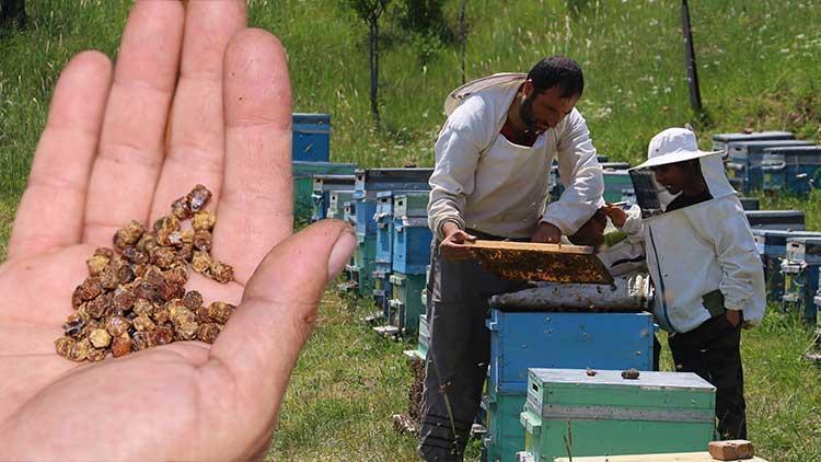 Çöpe Gidiyordu, Şimdi Kilosu 3 Bin TL’den Satılıyor: 1 Kilogram Ete Eşdeğer Protein Barındırıyor