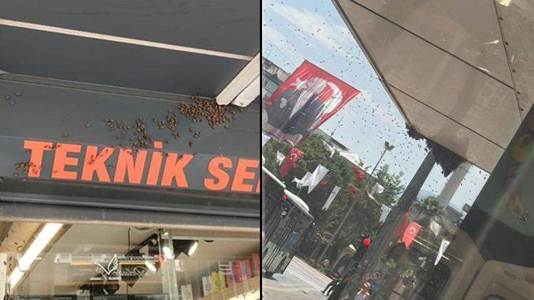 Denizli’de Şehir Merkezine Binlerce Bal Arısı Geldi! Esnaflar Dükkanlarını Kapatmak Zorunda Kaldı