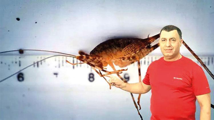 Dicleli Çekirge: ‘Troglophilus diclensis’