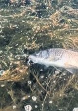 Eğirdir Gölü’nde Yüzlerce Sazan Balığı Ölü Bulundu